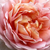 Rose - Rosiers floribunda - Delpabra